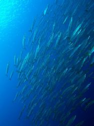 Barracuda passing by, taken at Shark reef with E300. by Nikki Van Veelen 